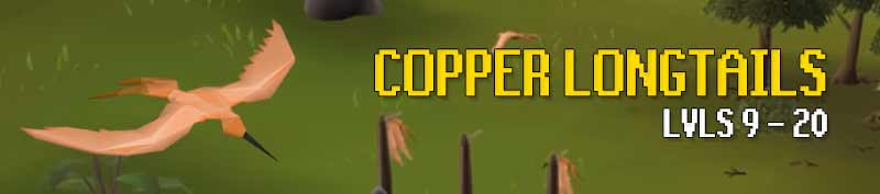 copper longtails osrs hunter guide